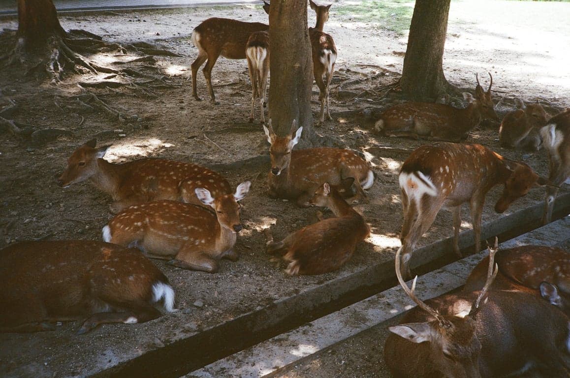 Nara, Japan