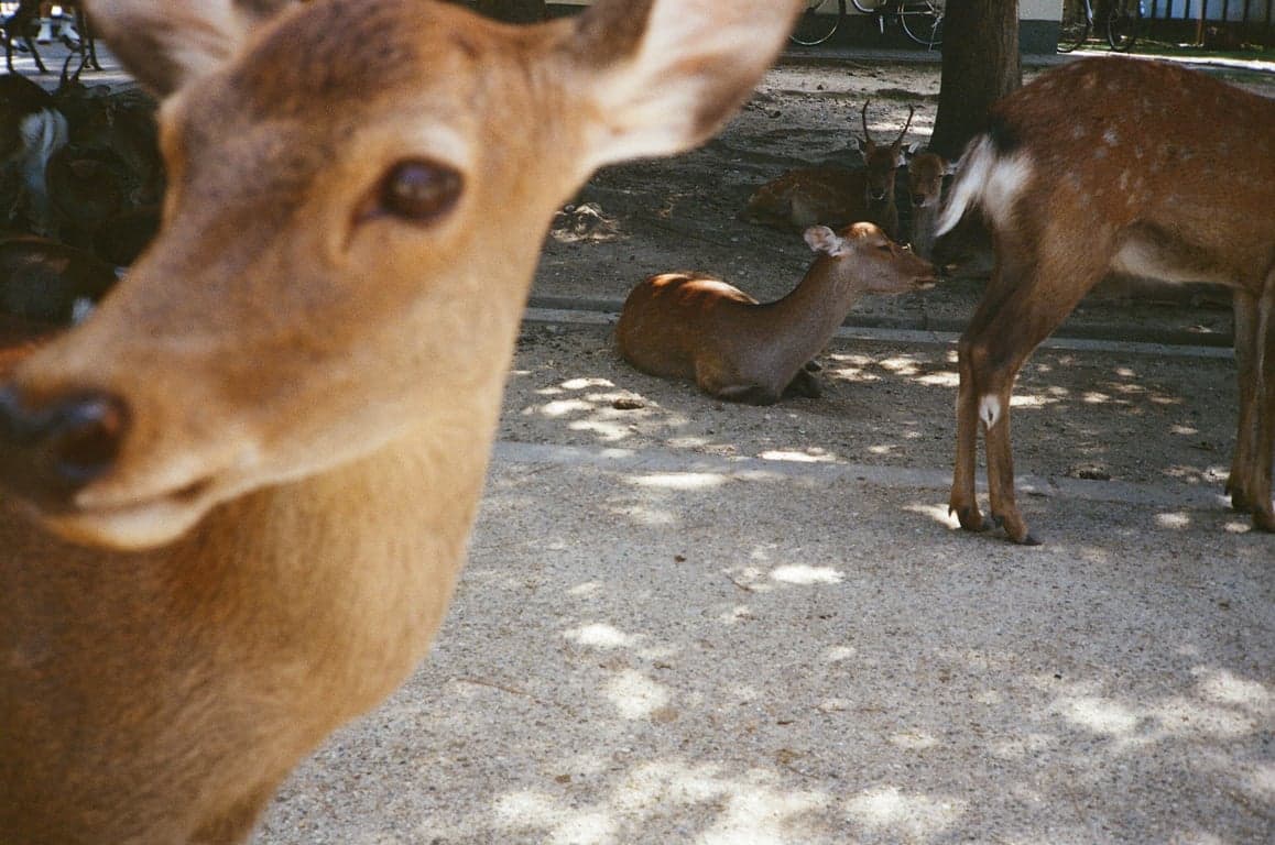 Nara, Japan