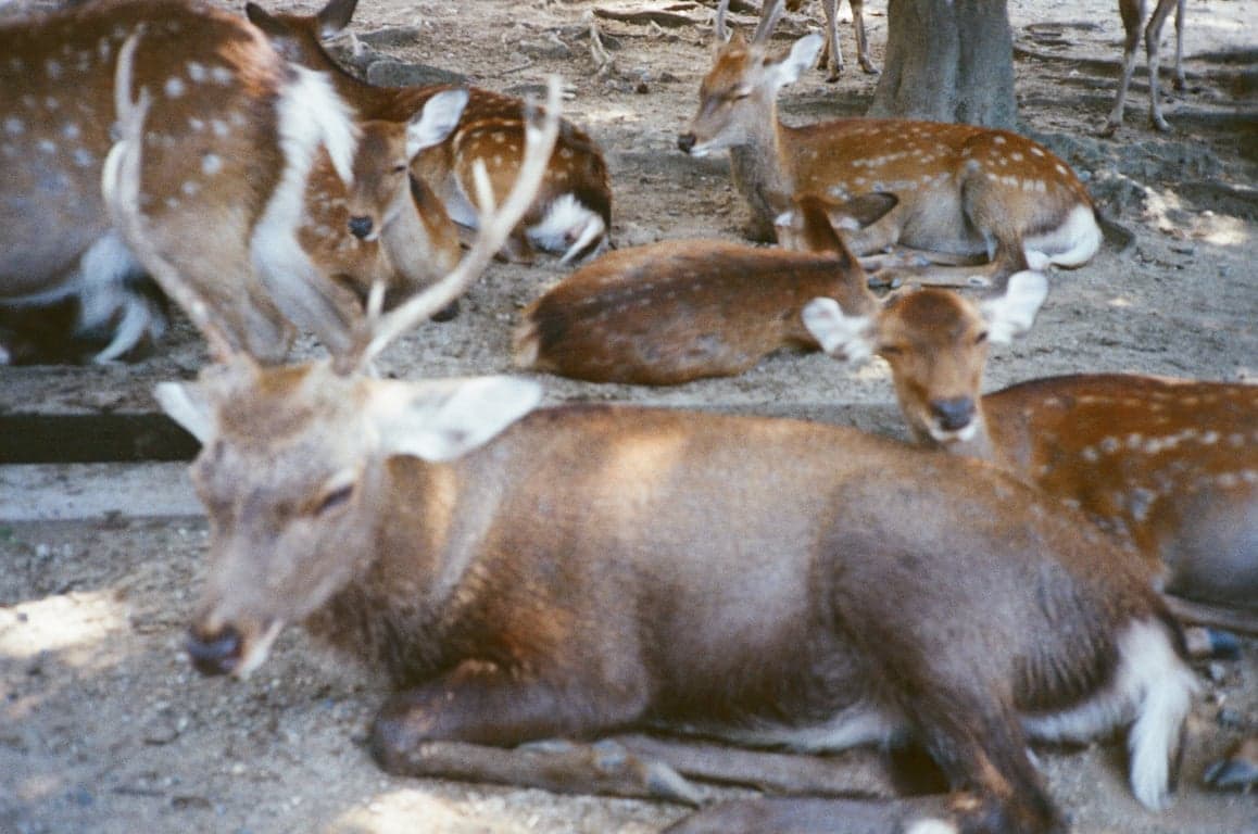 Nara, Japan